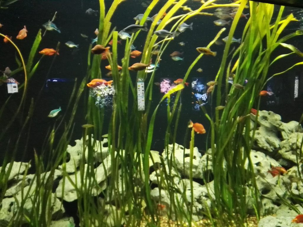 Regenbogenfische