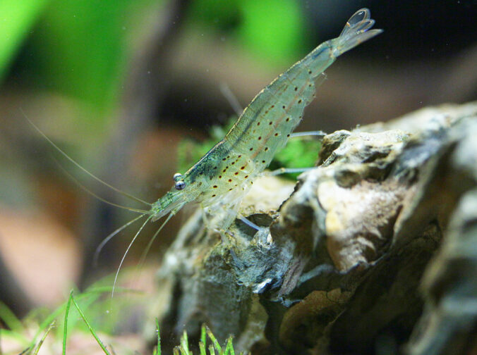 Amano-Garnele