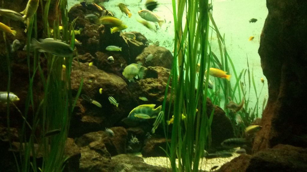 Unterwegs im Aquarium des Zoos Frankfurt UnderwaterWorld