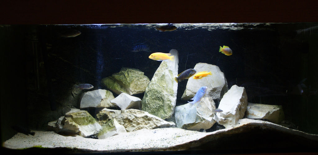 Ein Malawiaquarium Naturnah Einrichten Underwater World