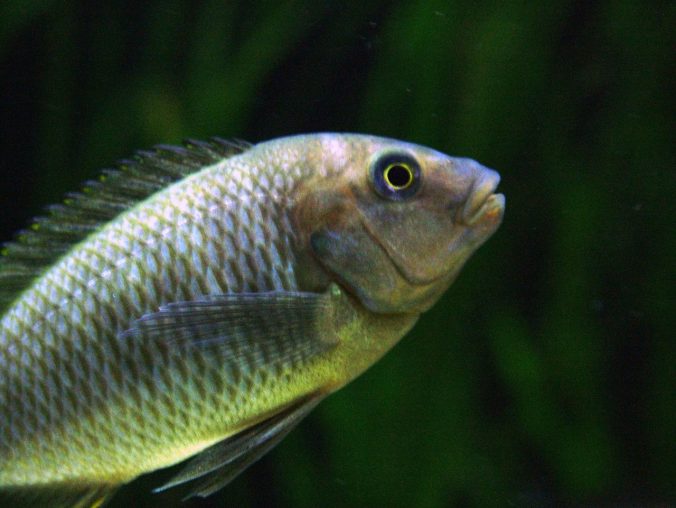 Petrochromis